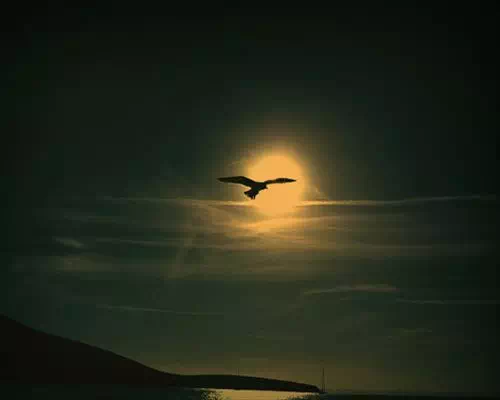 LINEホーム画像で使えるおすすめ画像TOP10